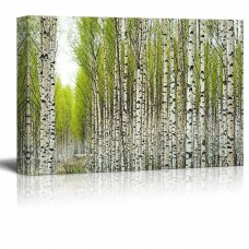 Canvas Prints Wall Art - Birch Trees with Fresh Green Leaves in Spring - 24x36   112166646593